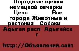 Породные щенки немецкой овчарки › Цена ­ 24 000 - Все города Животные и растения » Собаки   . Адыгея респ.,Адыгейск г.